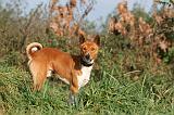 BASENJI 007